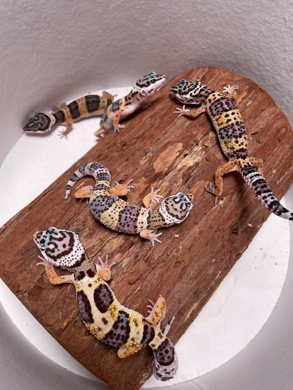 Еублефар, геккон еублефар, улыбающая ящерица