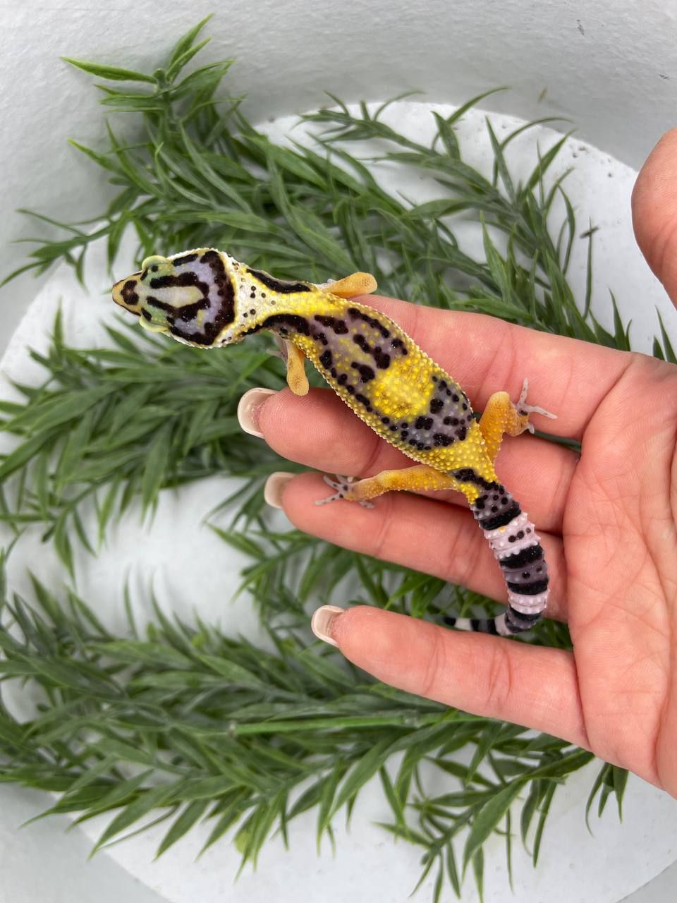 Еублефар, геккон еублефар, улыбающая ящерица