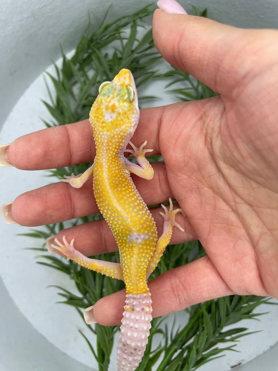 Еублефар, геккон еублефар, улыбающая ящерица