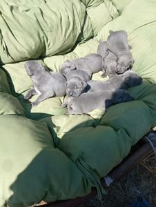 Цуценята Кане корсо