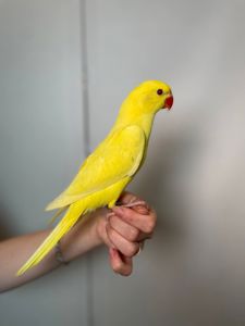Намистовий ожереловий папуга, ожерелка викормиш, окільцьовані крамери ручші викормиші