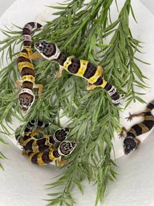 Еублефар, геккон еублефар, улыбающая ящерица