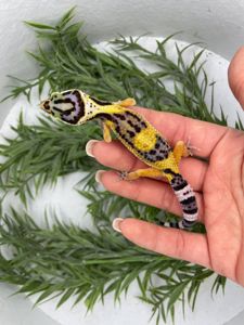 Еублефар, геккон еублефар, улыбающая ящерица