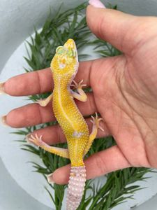 Еублефар, геккон еублефар, улыбающая ящерица