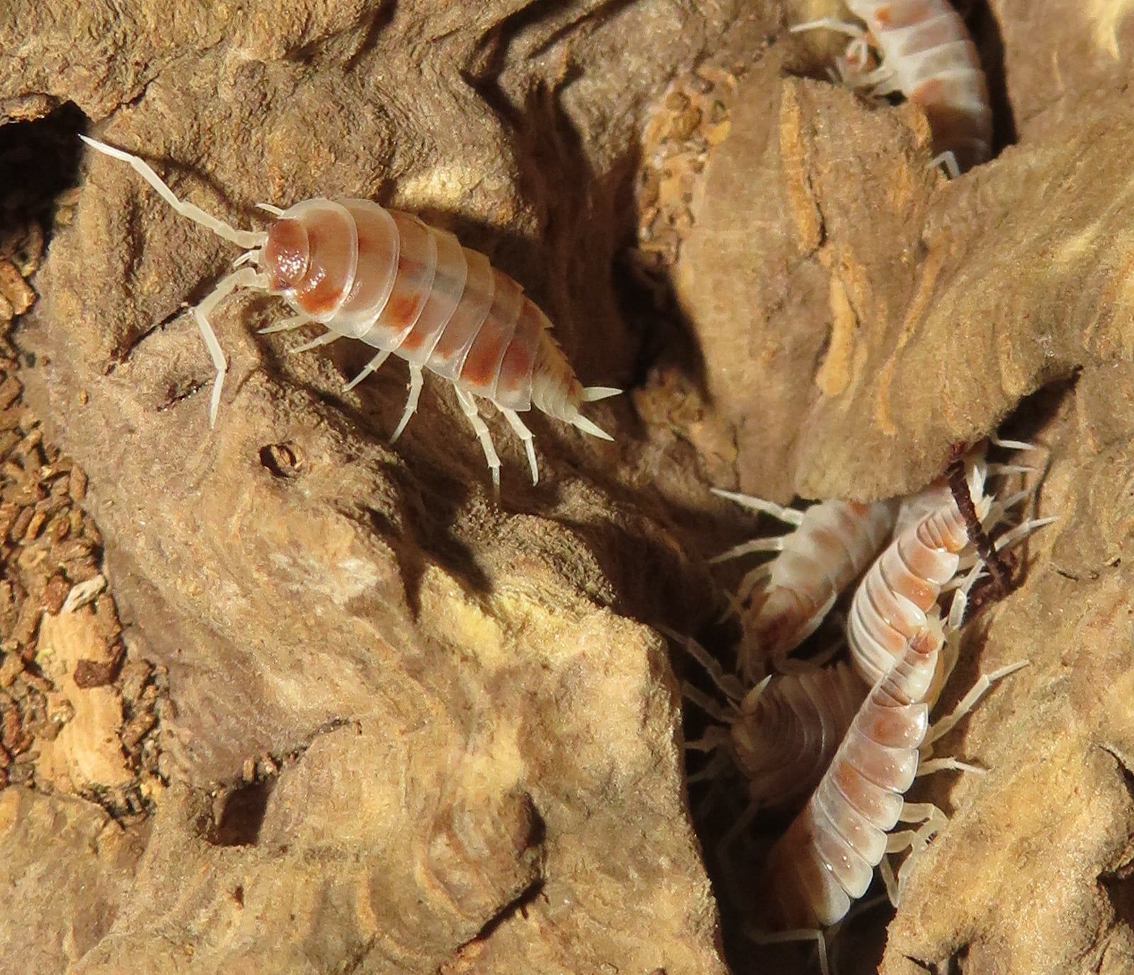 Мокриці Porcellionides pruinosus “Orange Dalmatian”