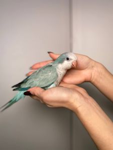 Монах, калита, квакер, монарх, ручной говорящий попугайчик, малыши ручные выкормыши