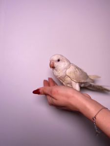 Каліта Монах, пташенятка різних забарвлень, квакер зелений, монах синій окільцьовані пташенята