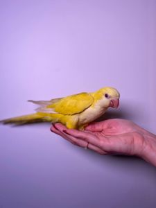 Монах, калита, квакер, монарх, ручной говорящий попугайчик, малыши ручные выкормыши