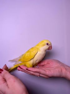 Каліта Монах, пташенятка різних забарвлень, квакер зелений, монах синій окільцьовані пташенята