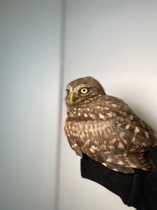 Сич хатній ручний здоровий, викормлений з рук, карликова сова, домовий Сич