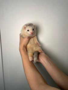 Тхір, хорьок, тхорик, фретка, хорьчата, хорек, ручний тхорик