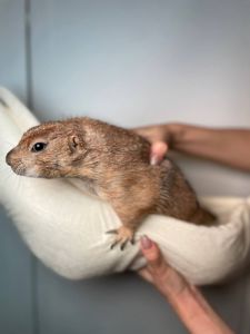 Луговий собачка, циноміс, степовий собачка