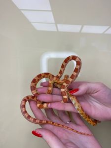 Маисовый полоз, морфные полозята ручные полоза