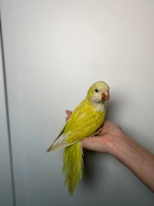 Каліта Монах, ручний квакер різних кольорів, з ДНК тестом викормлені з рук