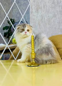 Шотландська красуня