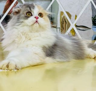 Шотландська красуня
