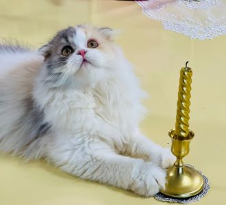 Шотландська красуня