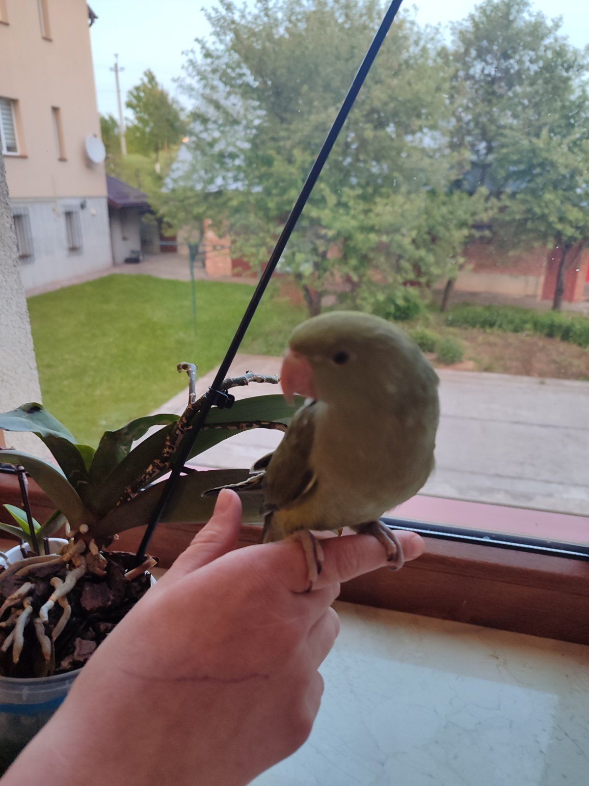 Ожерелові папуги