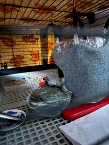 Розплідник Kalahari, ручні сурикати хатні