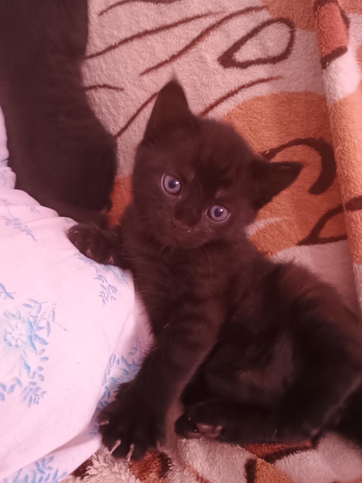 Котенята