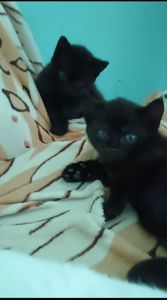 Котенята