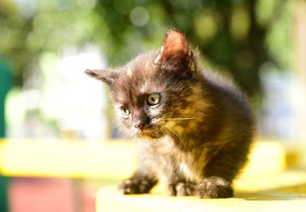 Амулет жіночого щастя КотоДівча півтора місяці