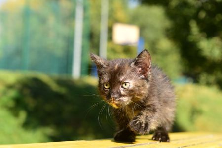Амулет жіночого щастя КотоДівча півтора місяці