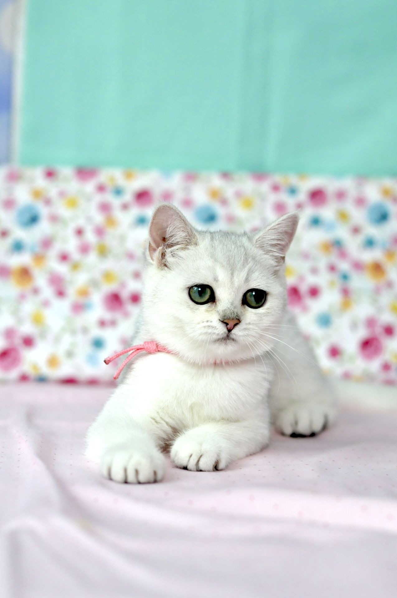 Британська короткошерстна кошенята