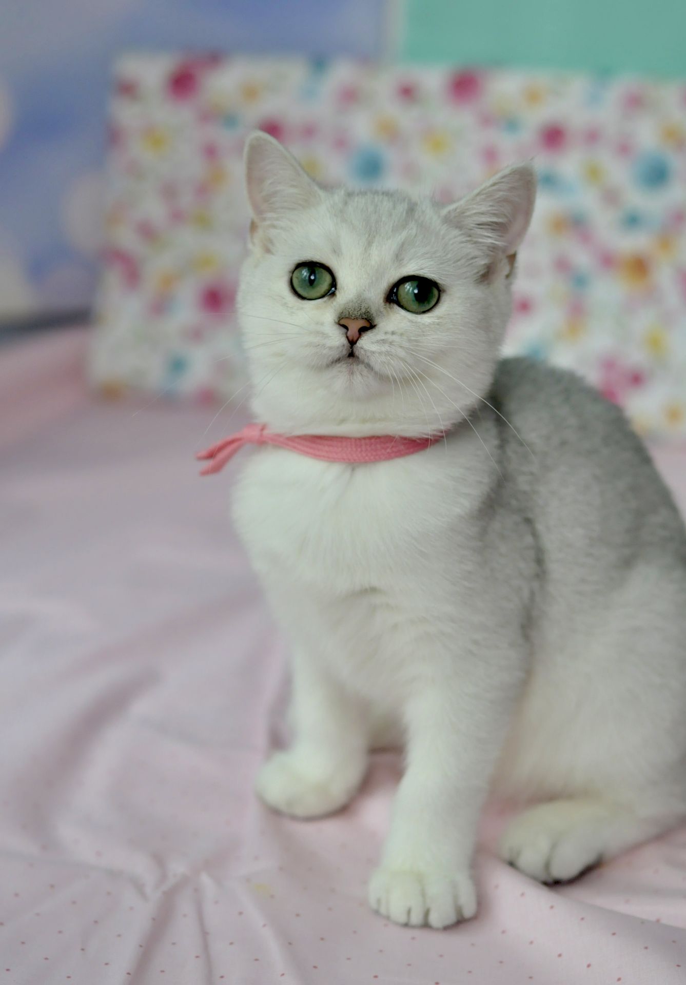 Британська короткошерстна кошенята