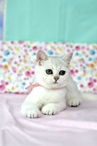 Британська короткошерстна кошенята