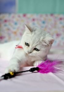 Британська короткошерстна кошенята