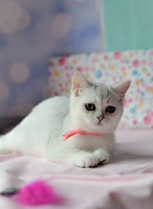 Британська короткошерстна кошенята