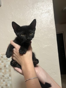 котенок