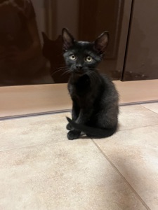 котенок