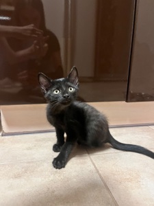 котенок