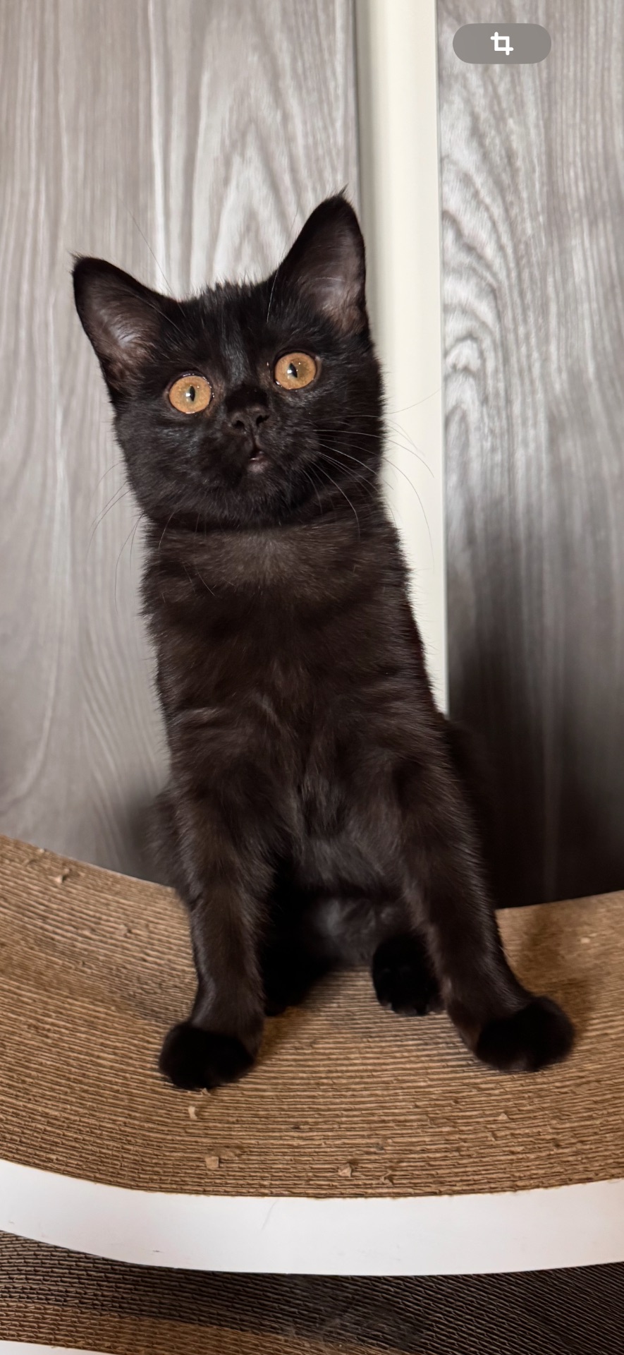 Шотландське кошеня