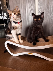 Шотландське кошеня