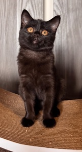 Шотландське кошеня