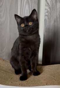 Шотландське кошеня