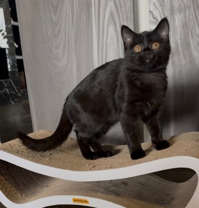 Шотландське кошеня
