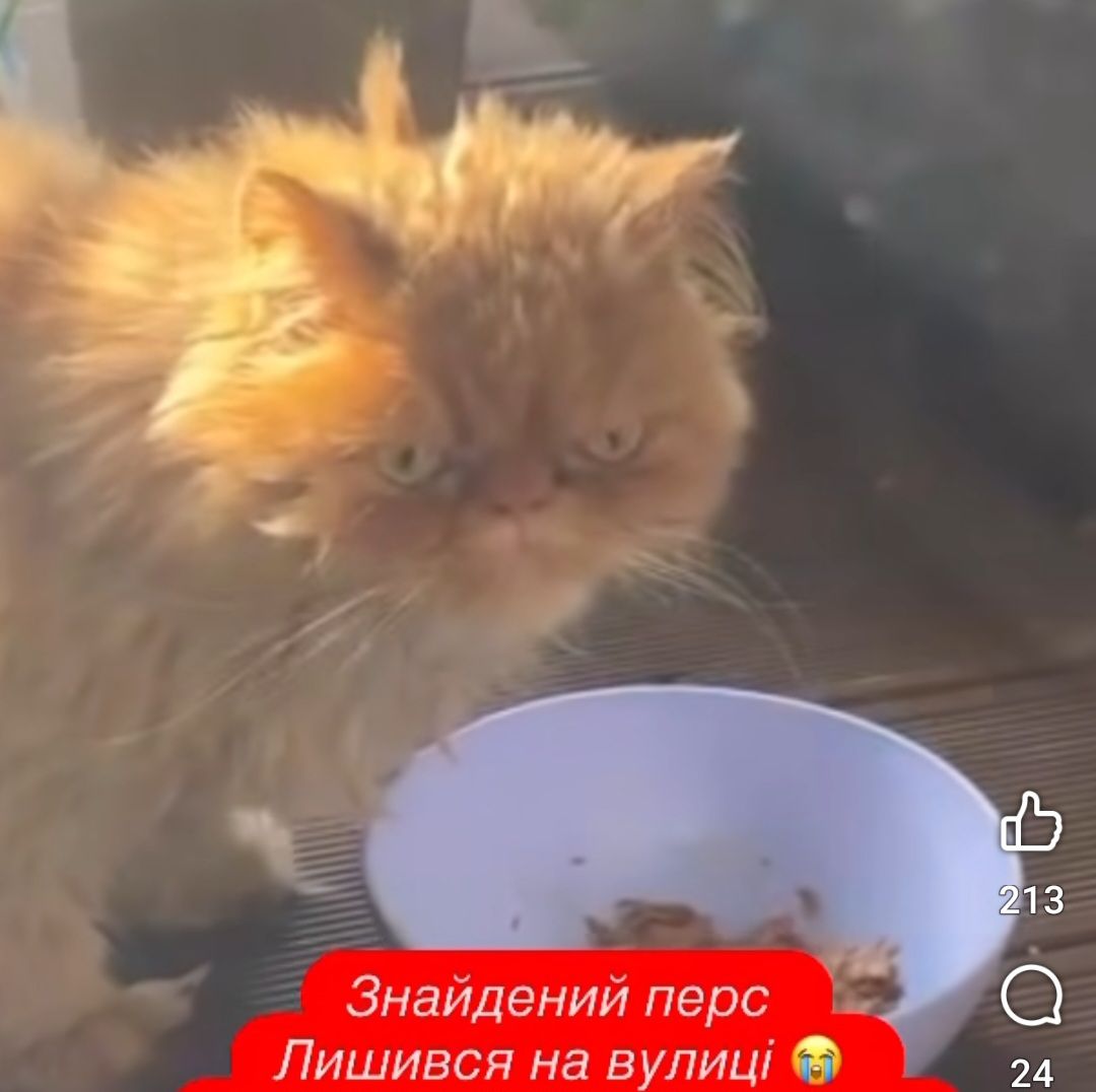 ТЕРМІНОВО перетримка Перс кіт покинутий