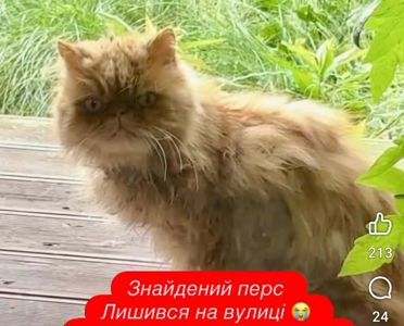 ТЕРМІНОВО перетримка Перс кіт покинутий