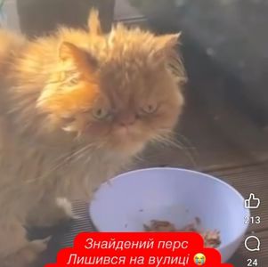 ТЕРМІНОВО перетримка Перс кіт покинутий