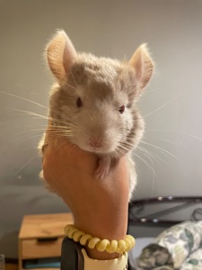 Шиншилла