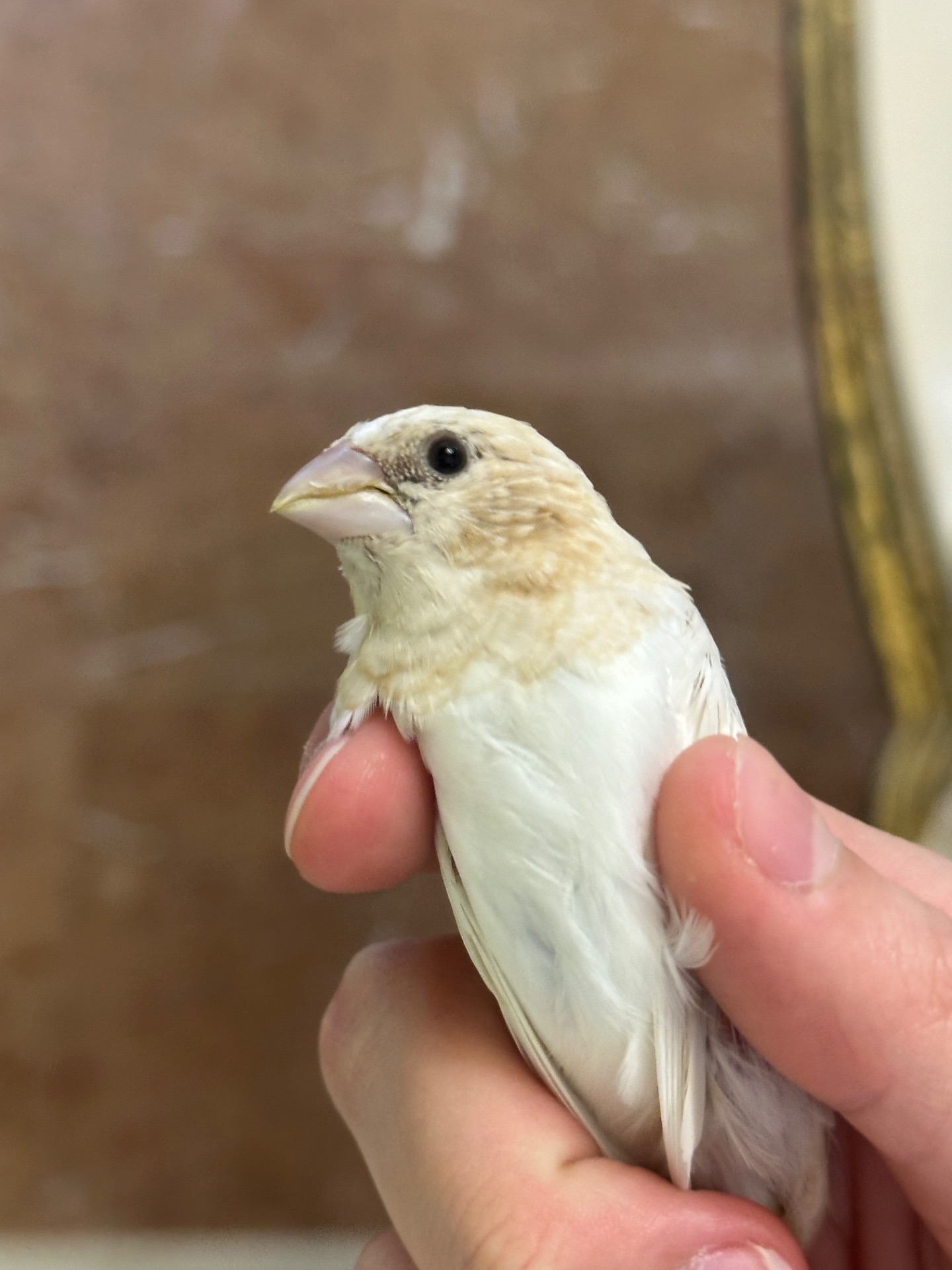Японська амадина