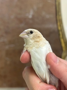 Японська амадина
