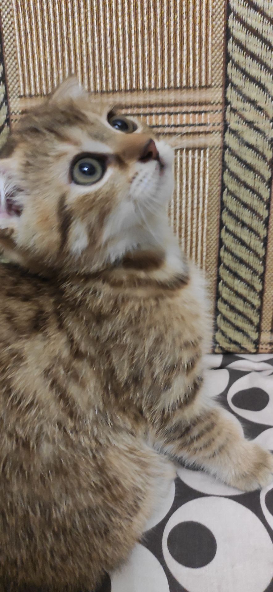 Шотландські кошенята