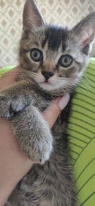 Шотландські кошенята