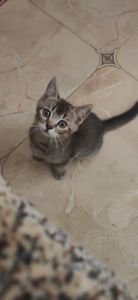 Шотландські кошенята