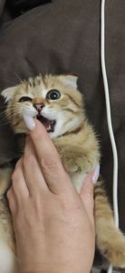 Шотландські кошенята